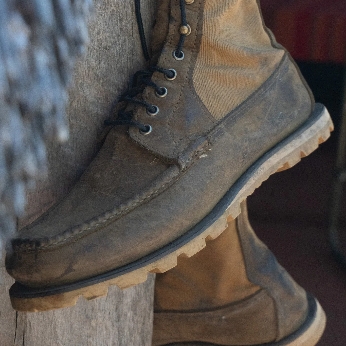 The Safari - Image 5