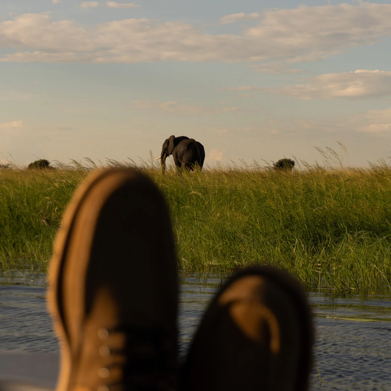 The Safari - Image 8