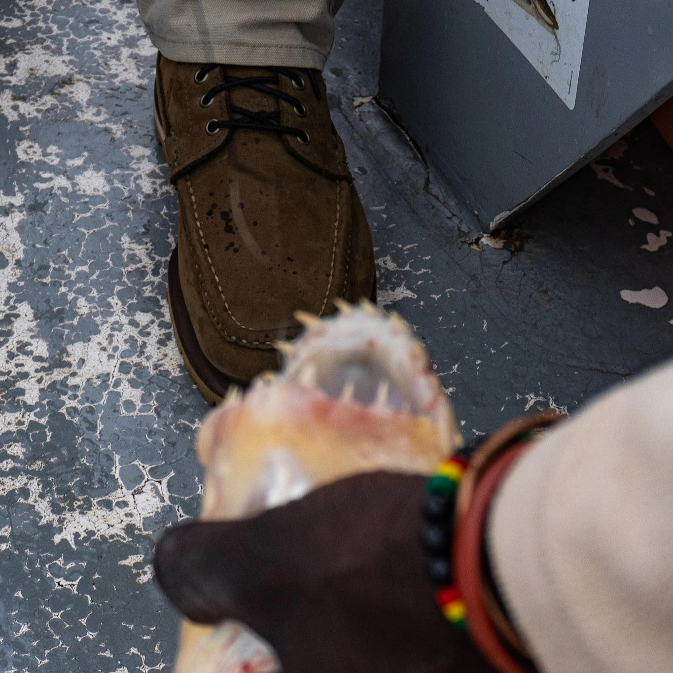 The Safari - Image 9